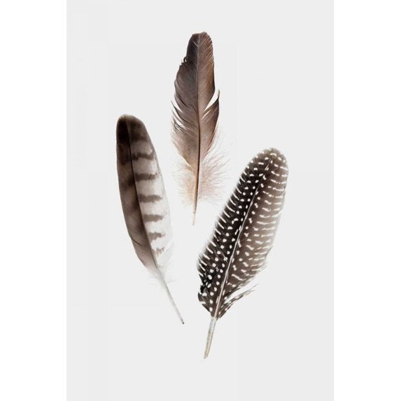 Single Feather